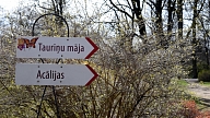 Pie Botāniskā dārza sētas Rīgā plāno izcirst apmēram 100 koku