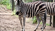 Rīgas domes vadība apsekos būvniecības procesā esošo ekspozīciju "Āfrikas savanna"