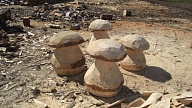 Koka bekas manam dārzam