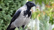 Nelūgtie viesi pie mājas – vārnas: Kā pret tām cīnīties?