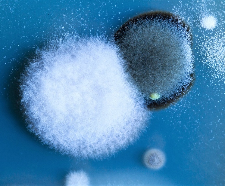 Vai kvarca lampa pret pelējumu ir iedarbīga?