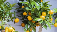 Kā mājās izaudzēt apelsīnus, citronus un pārējos citrusaugus? Stāsta speciāliste