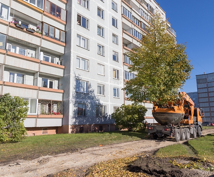Kad koki staigā: ko īsti nozīmē pārstādīt lielus kokus