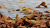 900 000 eiro vērtā RNP konkursā par lapu izvešanu uz trim gadiem uzvarējis uzņēmums "Pest Baltic"