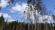 Cirsmas izsolē Baldones novada pašvaldība iegūst 20 500 eiro
