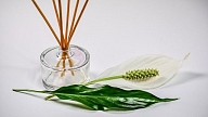 Kā atbrīvot māju no nepatīkama aromāta?