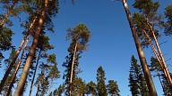 Par šā gada koku izvēlēta parastā priede "Pinus sylvestris"