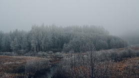 Spiesti cirst pirms laika vai palikt tukšā: Latvijas mežu īpašnieki ceļ trauksmi