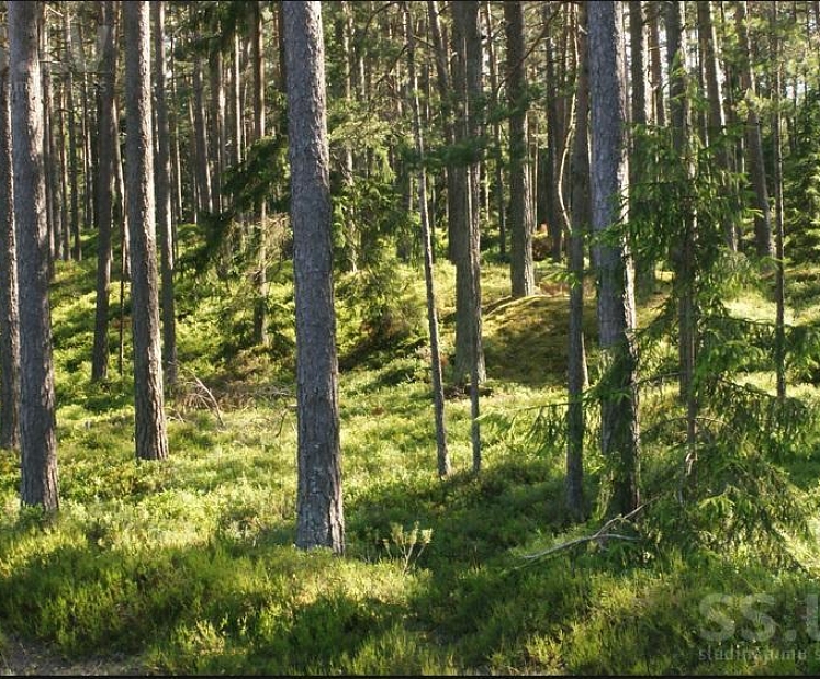 Svarīgākie aspekti, ko ņemt vērā, plānojot pārdot mežu