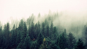 Eksperts: Kā rīkoties privāto mežu īpašniekiem Eiropas zaļā kursa haosā?
