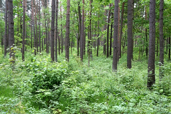 Rīgas meži" Biķernieku apkaimē cer ierīkot jaunu biroja ēku