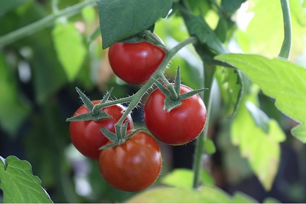 Kā izaudzēt tomātus mājas apstākļos?