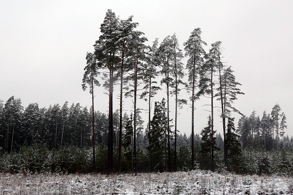 "Rīgas meži" izsolē pārdod astoņus hektārus "Vārnukroga" vasarnīcu zemes iepretim Baltajai kāpai Jūrmalā