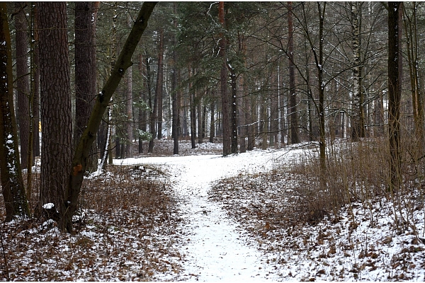 Ozolnieku novadam nodod zemesgabalu parka veidošanai