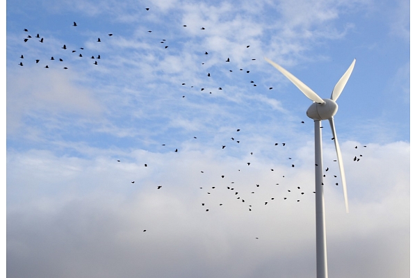 Ornitologi Tukuma novadā stāstīs par vēja elektrostaciju parku ietekmi uz putniem