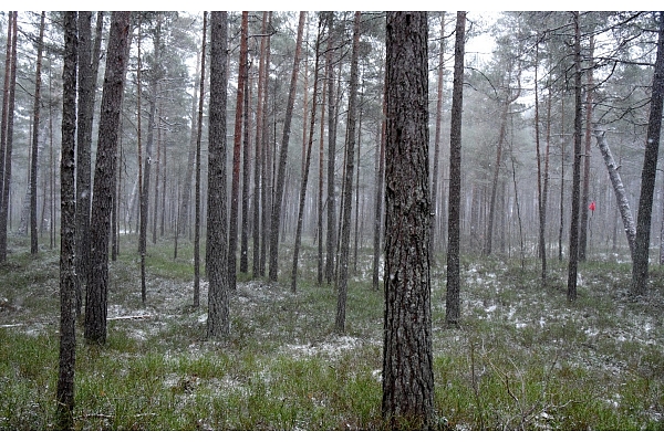 Jūrmalas pašvaldībai nodos 5,8 hektāru lielu meža zemi Lielupē