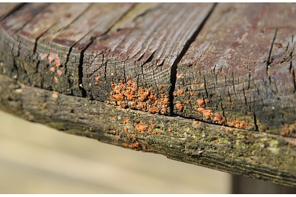 Kā likvidēt un turpmāk pasargāt koka konstrukcijas no sēnītes?