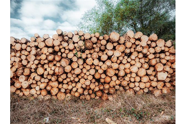 Kā izdevīgi pārdot meža cirsmu 2026. gadā? Praktisks ceļvedis meža īpašniekiem
