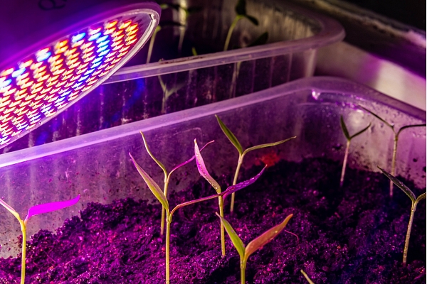 Kā izvēlēties fitolampu stādu audzēšanai? Stāsta eksperte