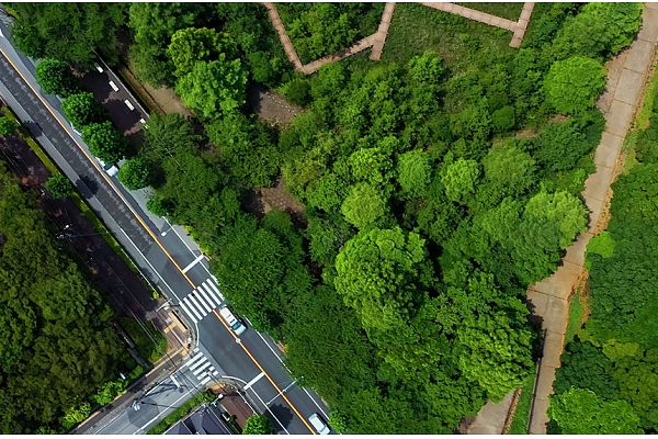 Svarīgas izmaiņas atmežošanas noteikumos