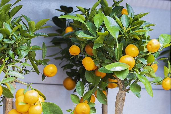 Kā mājās izaudzēt apelsīnus, citronus un pārējos citrusaugus? Stāsta speciāliste