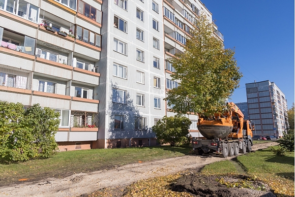 Kad koki staigā: ko īsti nozīmē pārstādīt lielus kokus