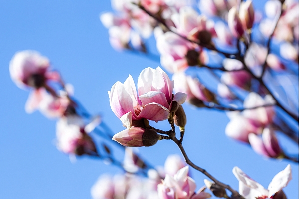 Dienvidu karaliene krāšņā magnolija Latvijas dārzos: Kā par to rūpēties?