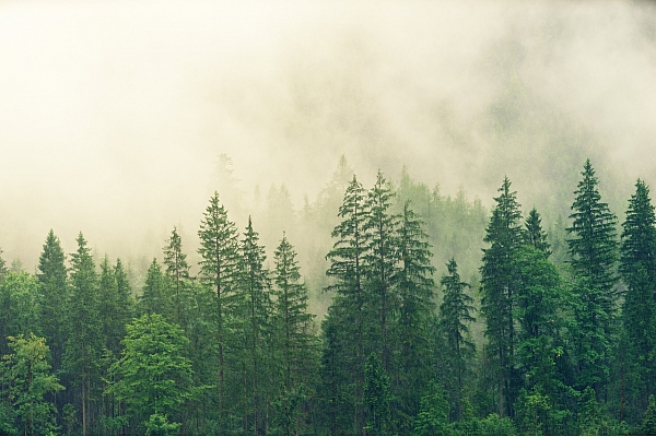 Lielākais darījums ar LIZ un mežiem pērn pārsniedzis 5 miljonus eiro; par piektdaļu sarukušas darījumos reģistrētās platības