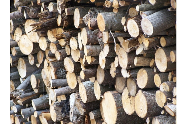 Mežsaimniecības uzņēmumiem pērn 12% peļņas kritums