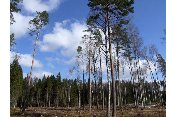 Cirsmas izsolē Baldones novada pašvaldība iegūst 20 500 eiro
