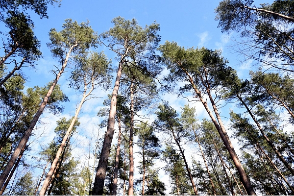 Ķemeru dabas tūrisma parka labiekārtojuma konkursā uzvarējusi SIA "Lauder Architekts"