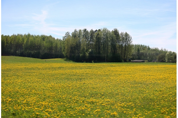 DAP: Latvijā mazinājusies zālāju biotopu kvalitāte, bet kāpu teritorijās palielinājies invazīvo sugu īpatsvars