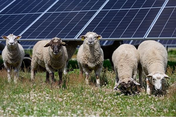 Eksperti: Saules ganības – ilgtspējas, atjaunīgās enerģijas un lauksaimniecības sinerģijas piemērs