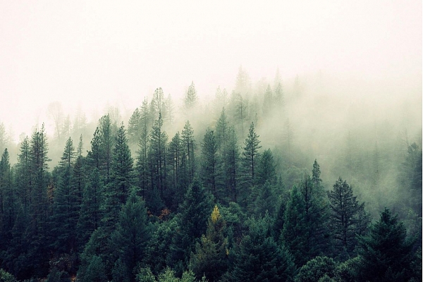 Eksperts: Kā rīkoties privāto mežu īpašniekiem Eiropas zaļā kursa haosā?