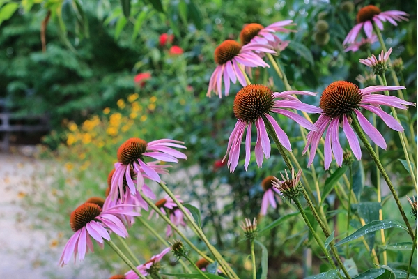 7 izturīgākie dārza ziedi, kas neprasa regulāras rūpes: Iesaka eksperte