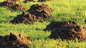 3 efektīvas metodes, kā aizbaidīt kurmjus no dārza teritorijas

