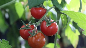 Kā izaudzēt tomātus mājas apstākļos?

