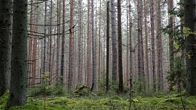 Laikraksts: Par Zviedrijas "Bergvik Skog" piederošo Latvijas mežu iegādi interesējas 20 uzņēmumu