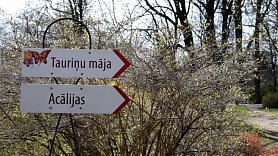 Pie Botāniskā dārza sētas Rīgā plāno izcirst apmēram 100 koku
