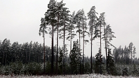 "Rīgas meži" izsolē pārdod astoņus hektārus "Vārnukroga" vasarnīcu zemes iepretim Baltajai kāpai Jūrmalā