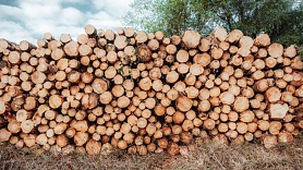 Kā izdevīgi pārdot meža cirsmu 2026. gadā? Praktisks ceļvedis meža īpašniekiem