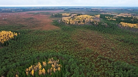 Eksperti: Meža un lauksaimniecības zemes īpašumu pārdevējiem jābūt krietni prasīgākiem