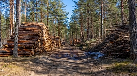 Meža apsaimniekošana ilgtermiņā: kā palielināt meža vērtību?