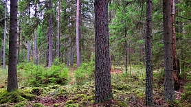 Ekonomiskā situācija Eiropā negatīvi ietekmē Latvijas meža īpašumu tirgu