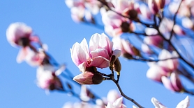Dienvidu karaliene krāšņā magnolija Latvijas dārzos: Kā par to rūpēties?