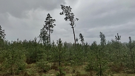 Profesionāla un atbildīga meža apsaimniekošana – HD Forest