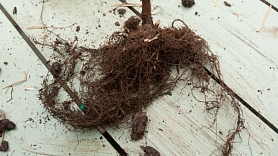 Kailsakņi – drošība dārzam