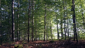 LVM plāno atjaunot 15 000 hektāru meža