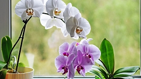 Kā kopt orhidejas? Stāsta speciāliste