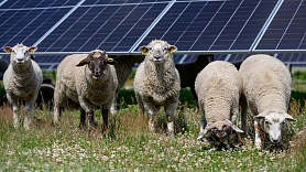 Eksperti: Saules ganības – ilgtspējas, atjaunīgās enerģijas un lauksaimniecības sinerģijas piemērs